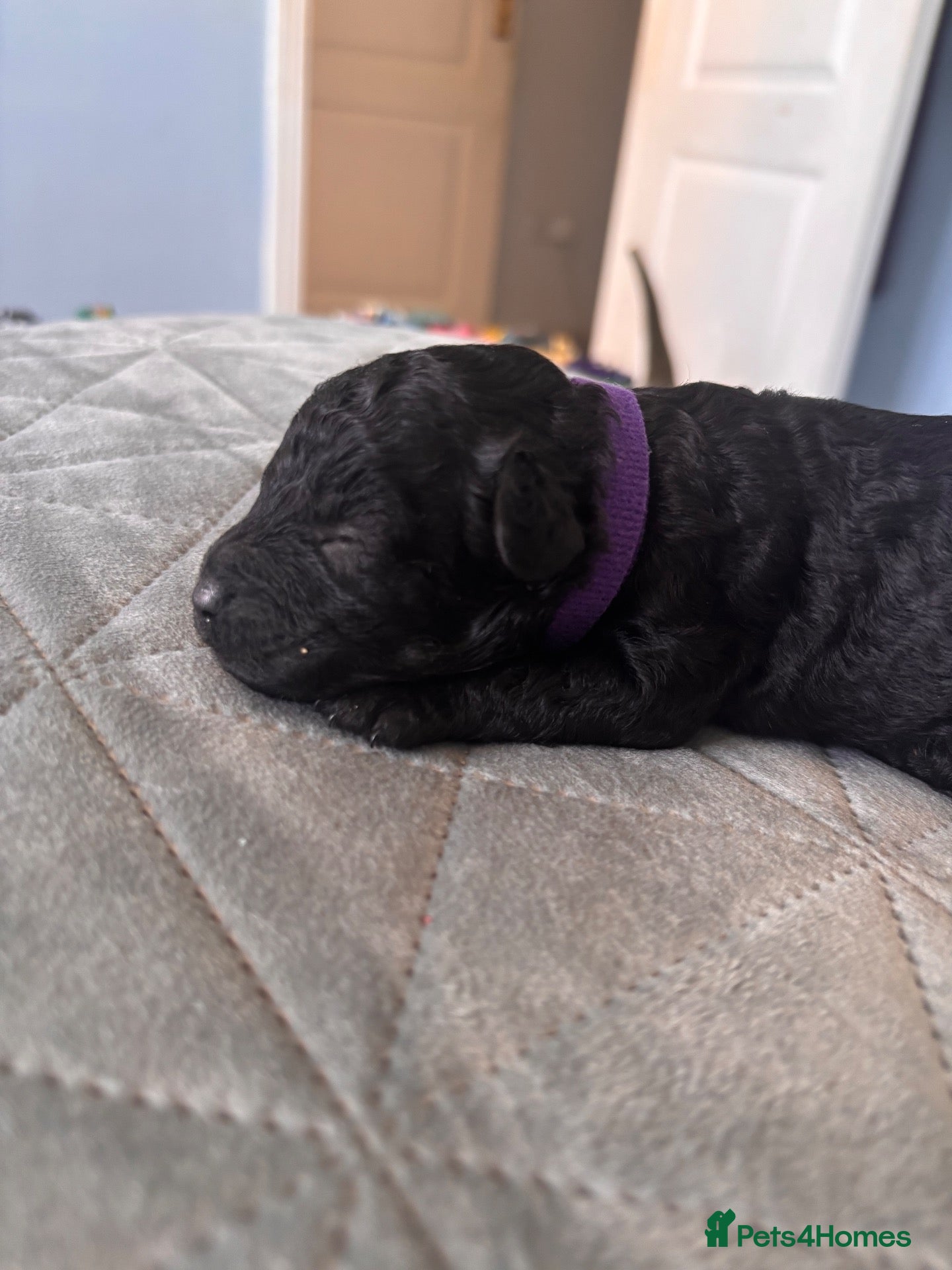 Toy Poodle dogs for sale: KC Registered Toy Poodle Puppies for Sale - Advert 1