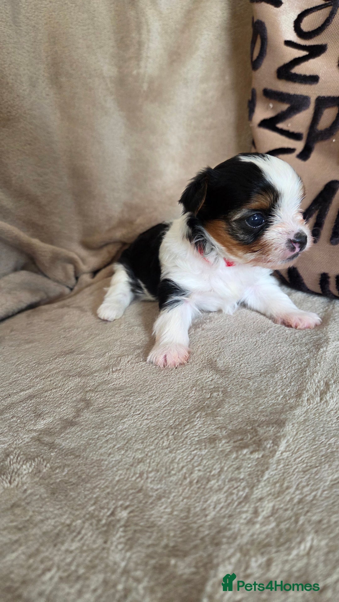 Biewer Terrier dogs for sale: Biewer Yorkshire Terrier  - Image 23