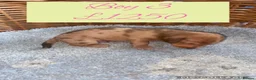Miniature Dachshund dogs for sale: 6 Miniature Dachshund pups  - Advert 5