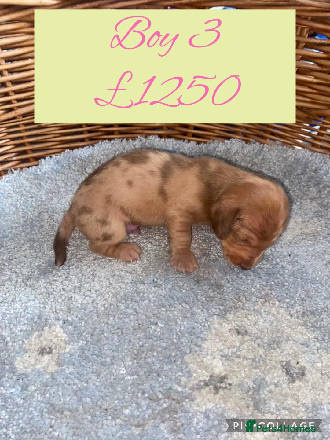 Miniature Dachshund dogs for sale: 6 Miniature Dachshund pups ONLY 3 LEFT - Advert 12
