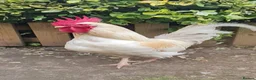 Mixed Breed poultry for sale: Cockerels needing a new home  - Advert 3