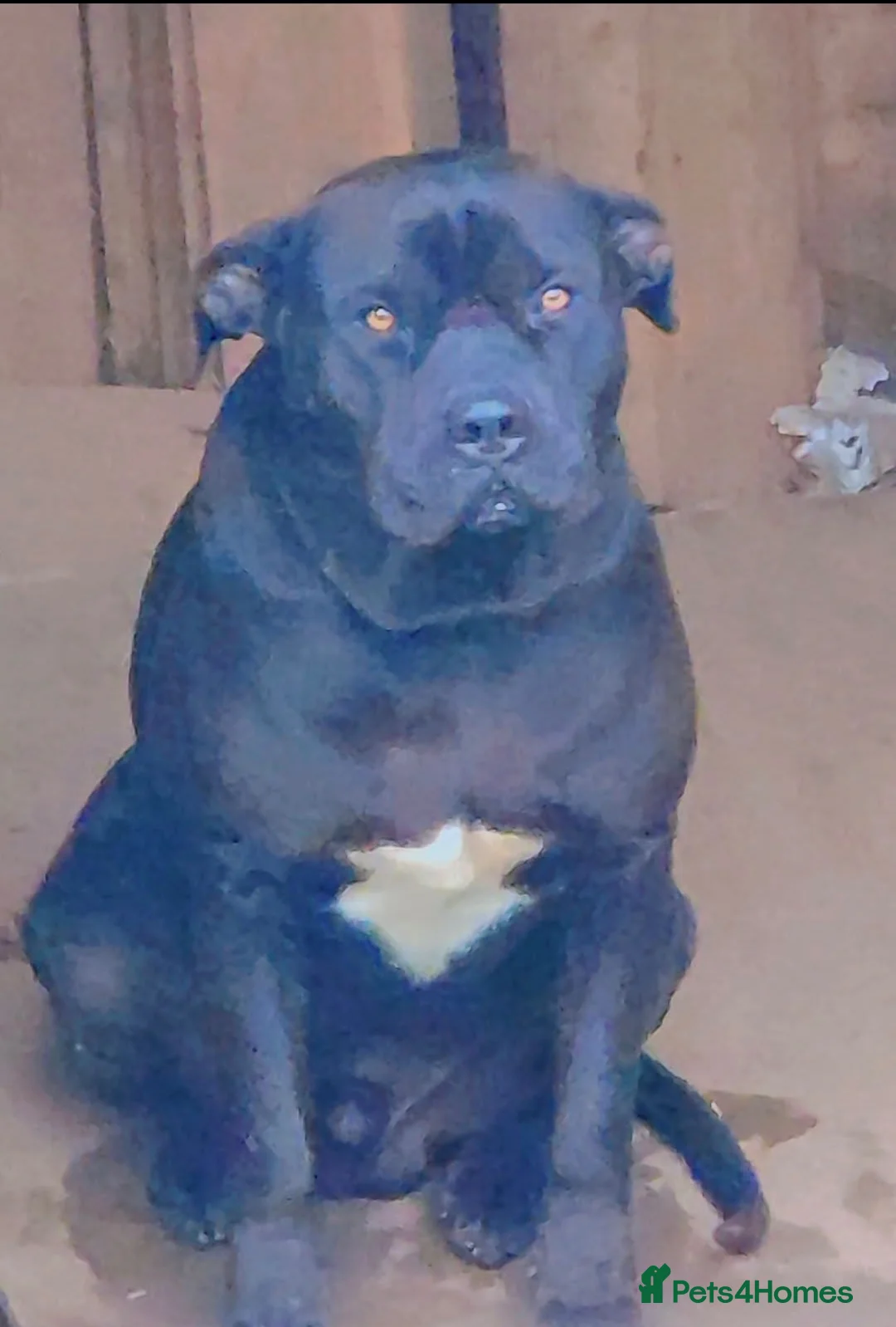 Cane Corso dogs for sale: Cane corso for free! - Advert 4