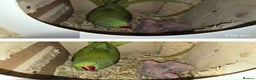 Ringnecks birds for sale: Alexanderine breeding pair  - Advert 1