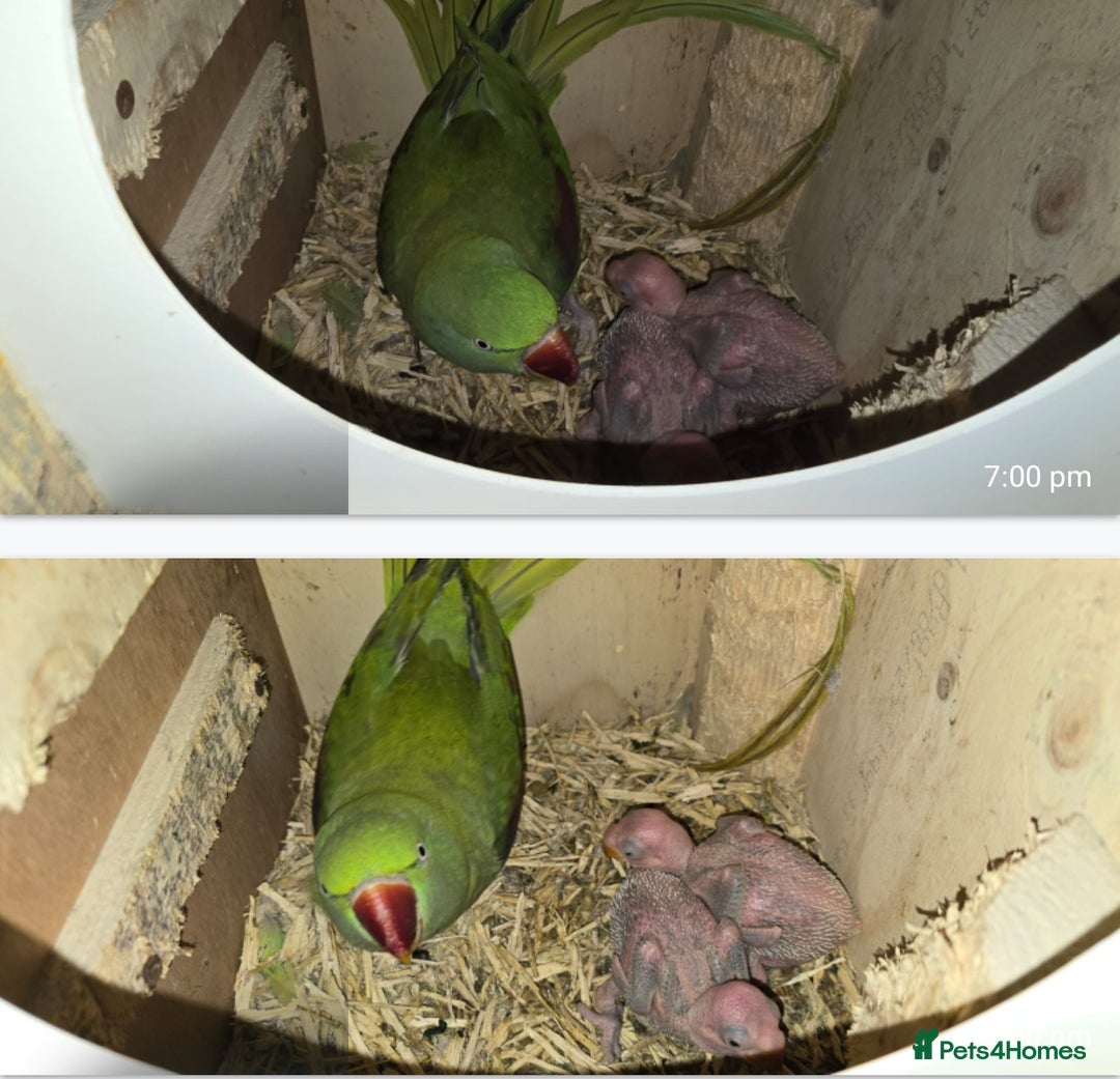 Ringnecks birds for sale: Alexanderine breeding pair  - Advert 1
