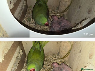 Ringnecks birds Alexanderine breeding pair or green ringneck - Advert 8