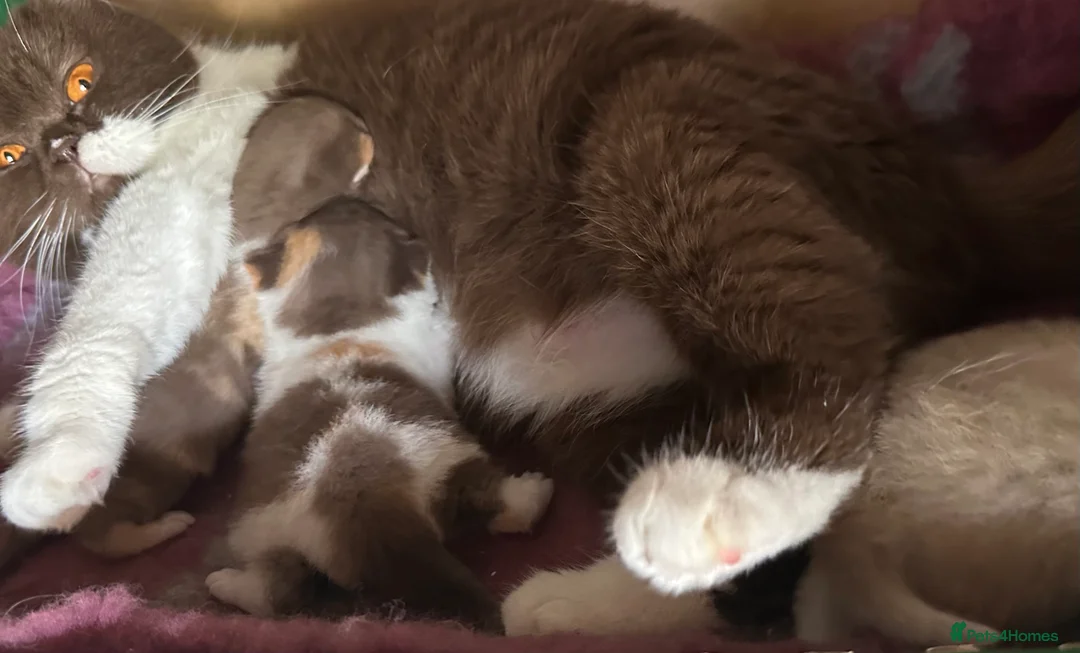 British Shorthair cats for sale: READY NOW - REGISTERED FULL PEDIGREE BSH - Advert 14