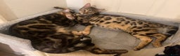 Bengal cats for sale: Well socialised kittens & retired breeding females - Advert 26
