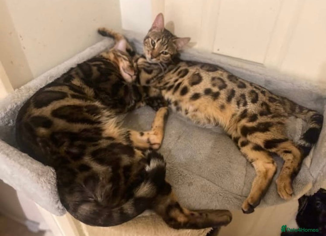 Bengal cats for sale: Well socialised kittens & retired breeding females - Advert 26