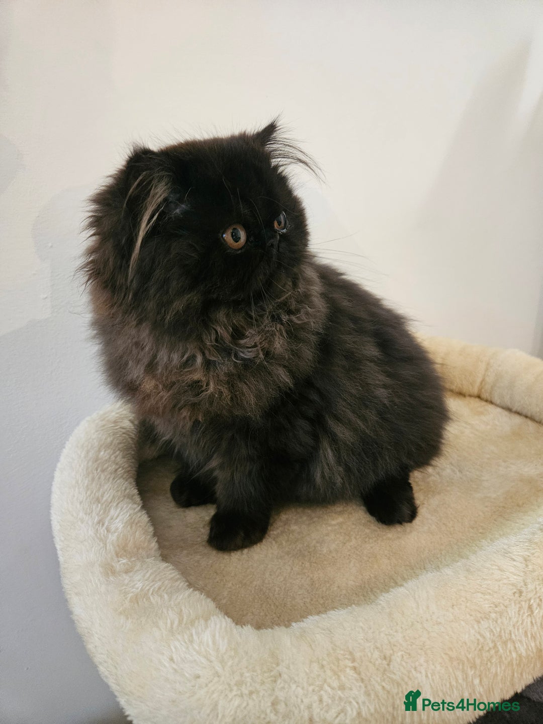 Persian cats for sale: Stunning Persian girl  - Advert 5