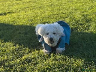 Bichon Frise dogs Bichon frise for sale - Advert 7