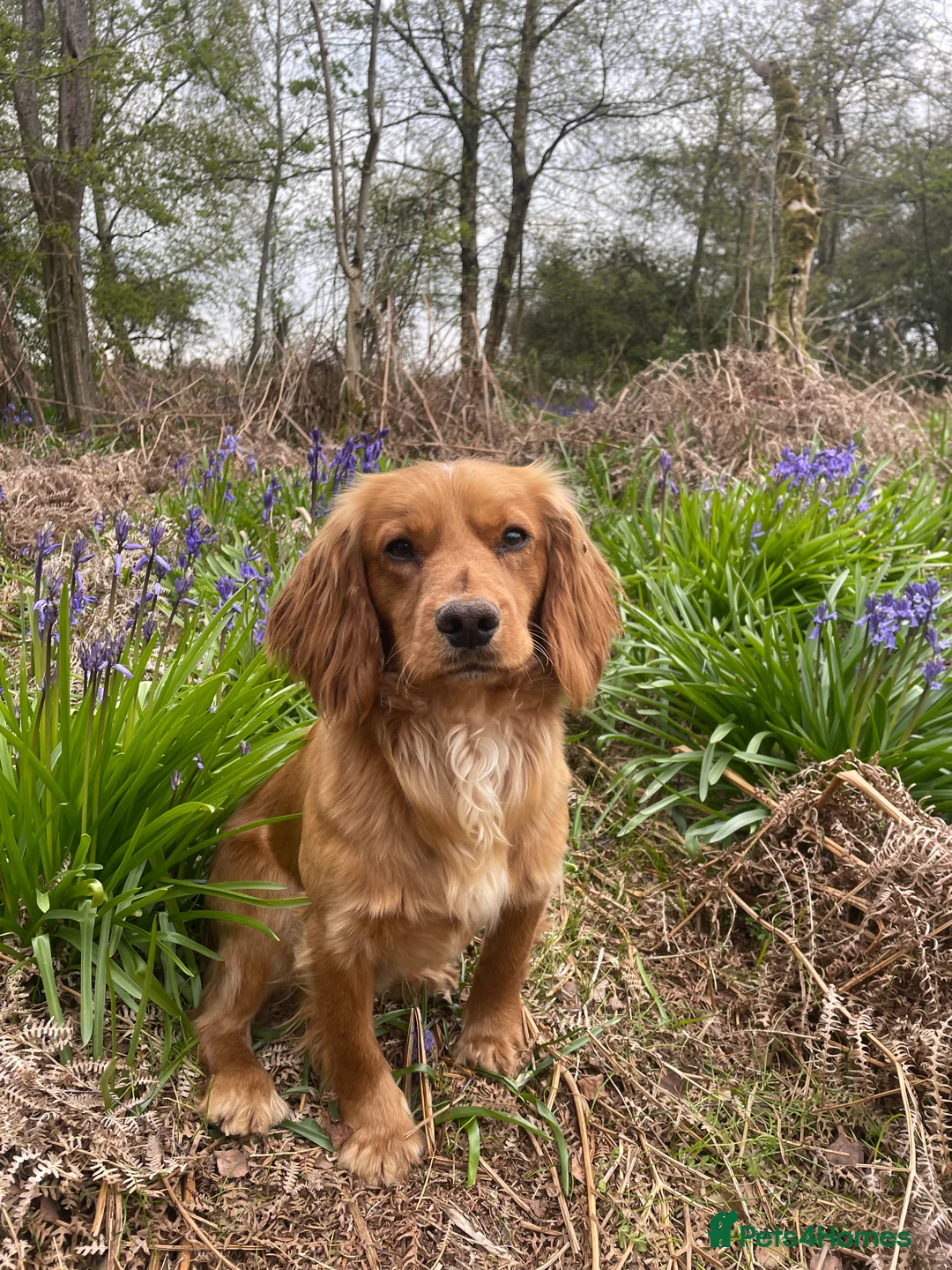 Cocker Spaniel dogs for stud: Small, Compact Health Tested Working Cocker at Stu in Harrogate - Advert 4