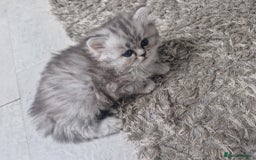 Persian cats for sale: Persian Chinchilla  - Image 6