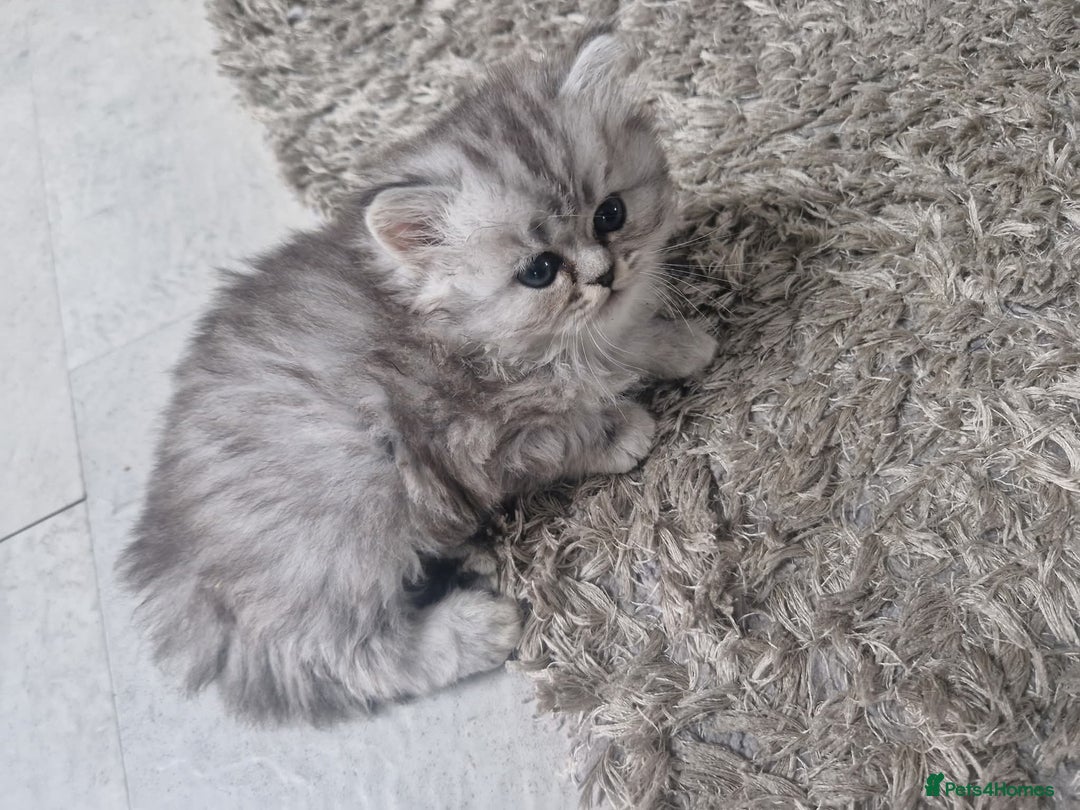 Persian cats for sale: Persian Chinchilla  - Image 6