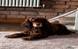 Cocker Spaniel dogs for sale: Pure Bred Show Cocker Spaniels  - Image 7