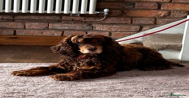 Cocker Spaniel dogs - Advert 7