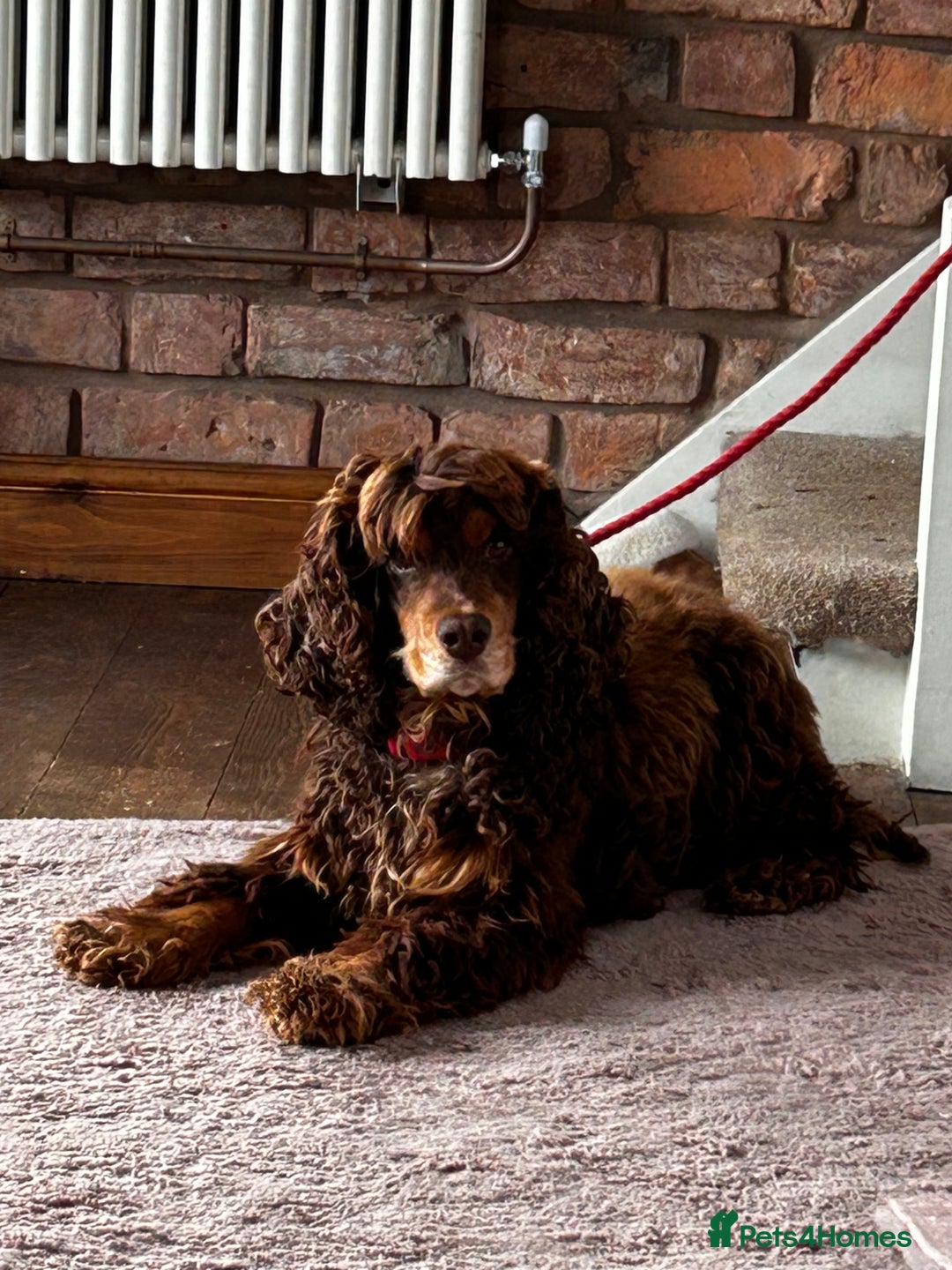 Cocker Spaniel dogs for sale: Pure Bred Show Cocker Spaniels  - Image 7