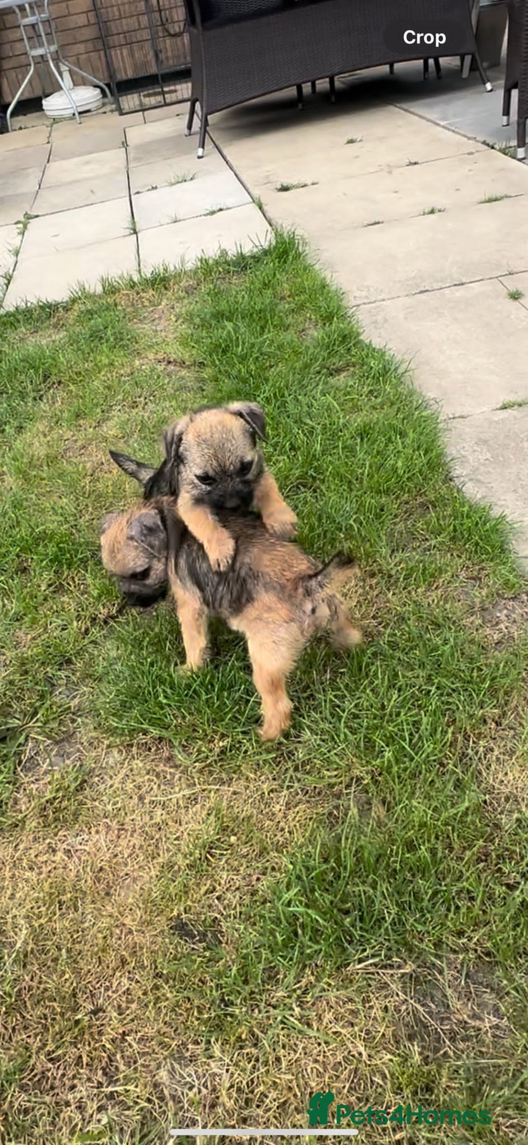 Border Terrier dogs for sale: Border Terrier Pups ready to go vet checked  in Bradford - Image 8