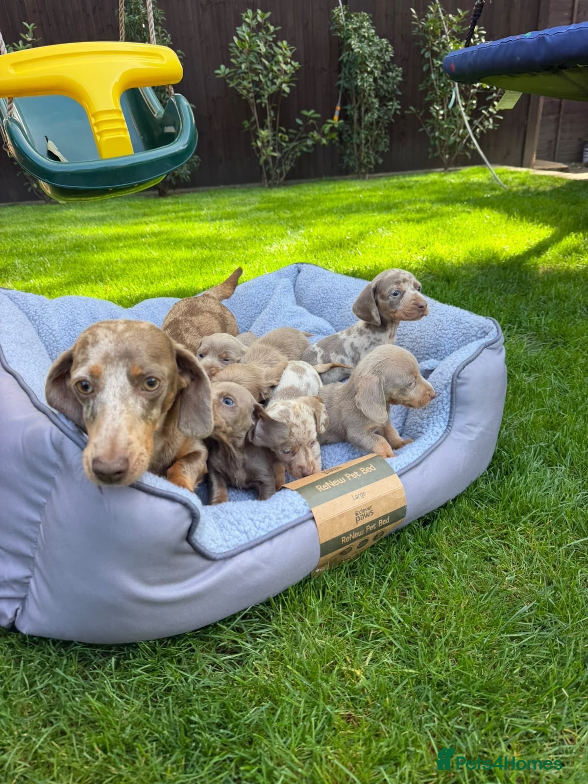 Miniature Dachshund dogs Miniature dachshund puppies! - Advert 1