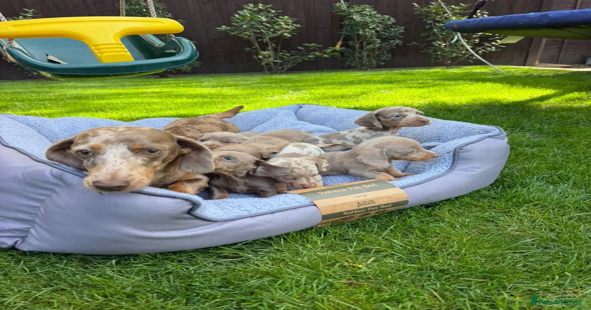 Puppies for sale in England | Pets4Homes