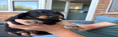 Miniature Dachshund 5