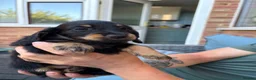 Miniature Dachshund dogs for sale: Miniature dachshund - Advert 7
