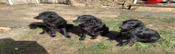 Flat coated Retriever dogs for sale: Working flat coated retrievers  - Advert 2
