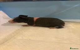 Guinea Pig rodents for sale: Skinny Pigs and Skinny Carriers - Image 5