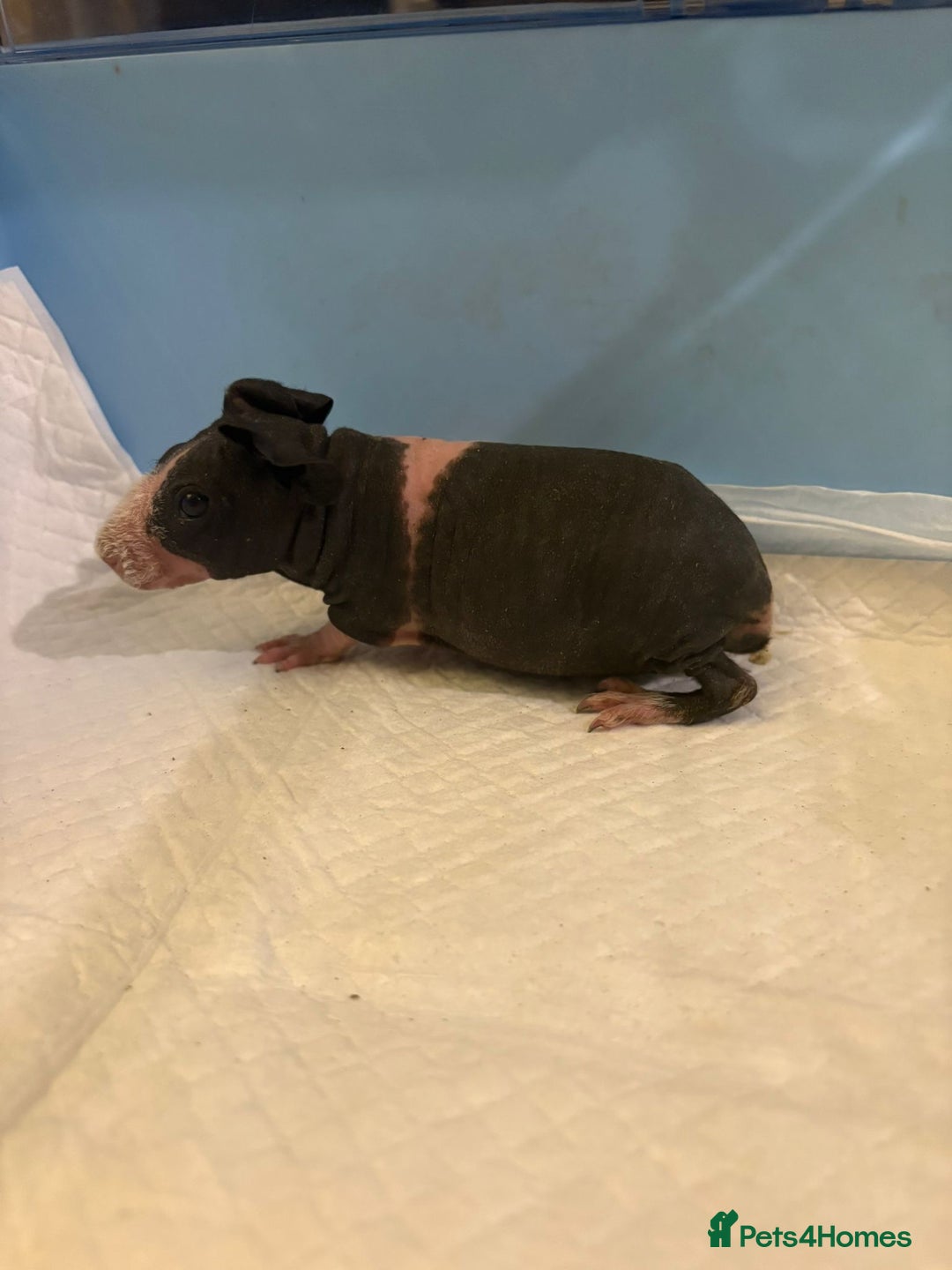 Guinea Pig rodents for sale: Skinny Pigs and Skinny Carriers - Image 5