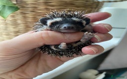 Pygmy Hedgehog rodents for sale: 🎄 Christmas Hoglets | New Litter in the Nest 🦔 - Image 7
