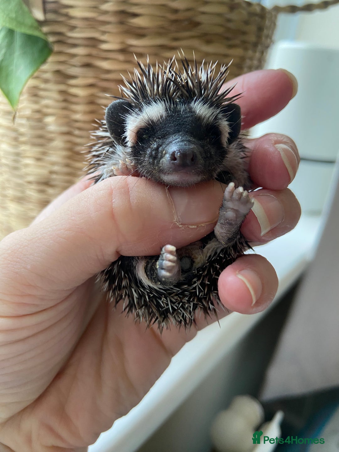 Pygmy Hedgehog rodents for sale: 🎄 Christmas Hoglets | New Litter in the Nest 🦔 - Image 7