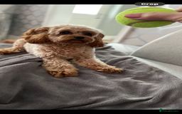 Cavapoo dogs for sale: Stunning fox red f1b Cavapoo puppies - Image 10
