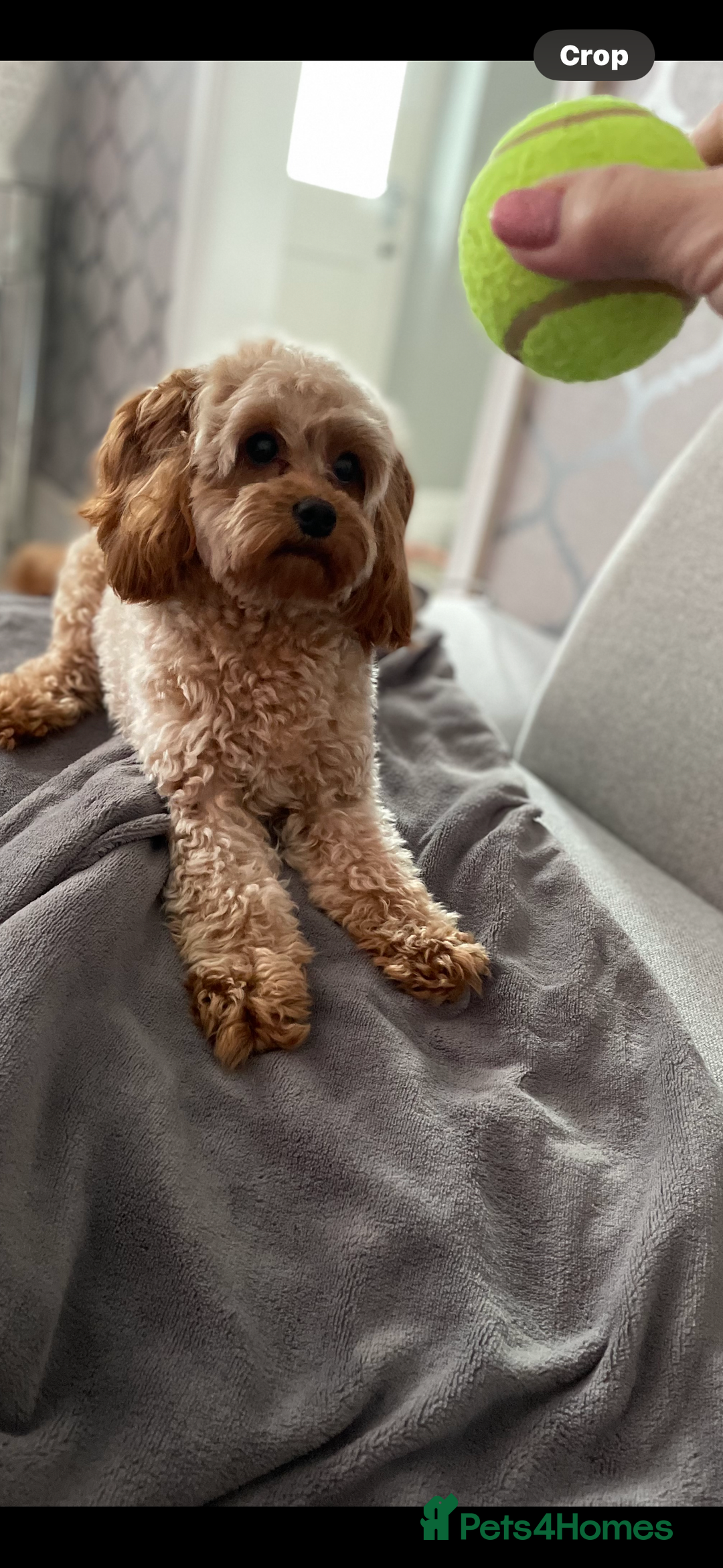 Cavapoo dogs for sale: Stunning fox red f1b Cavapoo puppies - Image 10