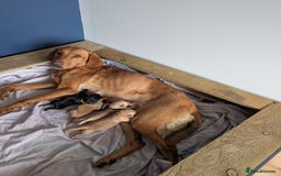 Labrador Retriever dogs for sale: Fox red/yellow and black labradors for sale. - Image 3