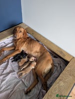 Labrador Retriever dogs - Advert 1