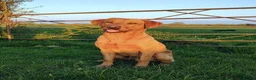 Labrador Retriever dogs for sale: KC registered Fox Red Labrador Puppies in Whitchurch - Advert 17