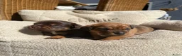 Mixed Breed dogs for sale: Beautiful Dachshund Cross Puppies in Carmarthen - Advert 3