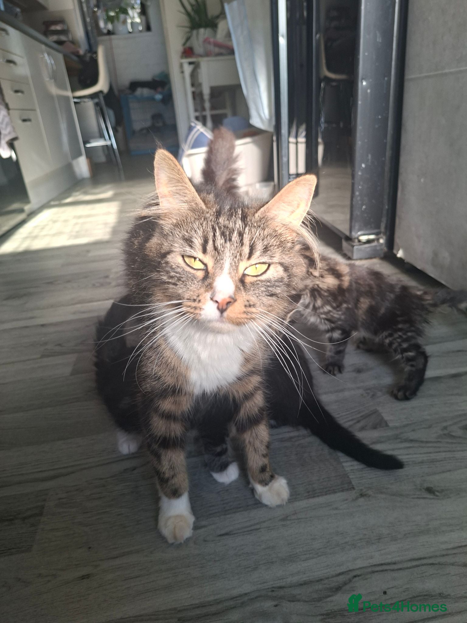 Mixed Breed cats Maine coon cross kittens  - Advert 4