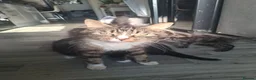 Mixed Breed cats for sale: Maine coon cross kittens  - Advert 1
