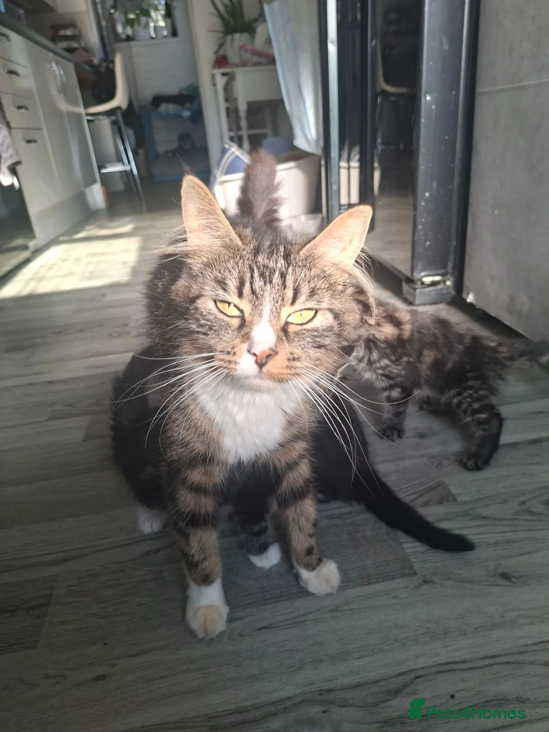 Mixed Breed cats for sale: Maine coon cross kittens  - Advert 1