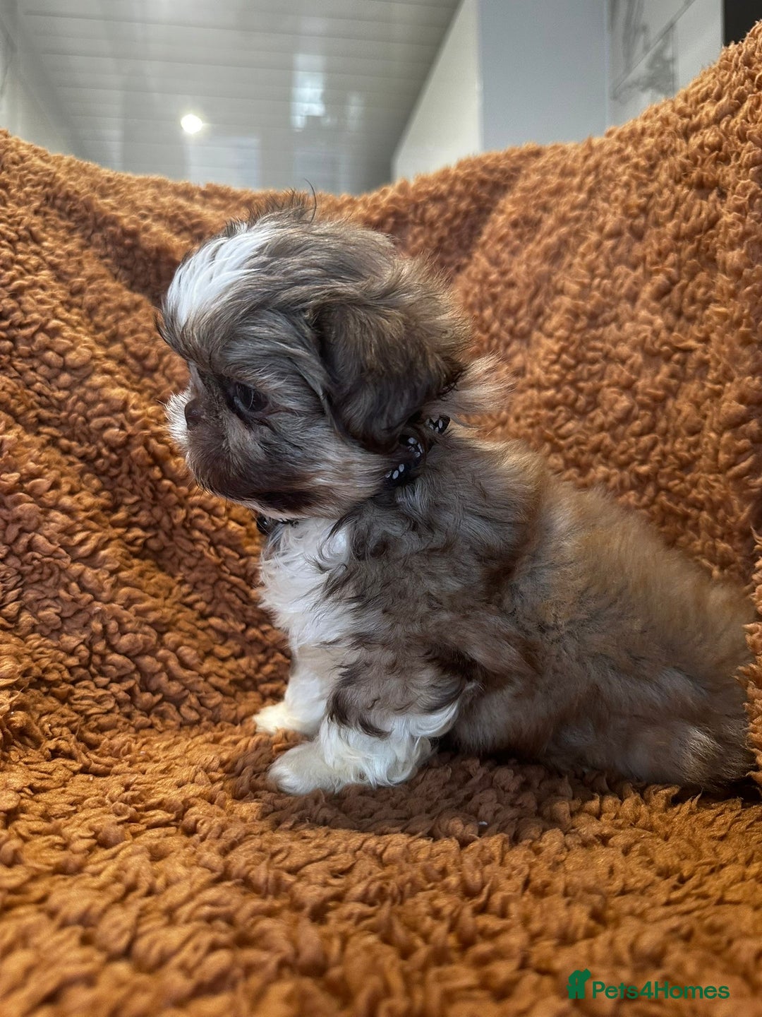Shih Tzu dogs for sale: IMRERIAL SHIHTZU PUPPIES - Advert 33