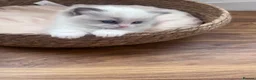 Ragdoll cats for sale: Outstanding reg female bicolour ragdoll kitten  in London - Advert 10