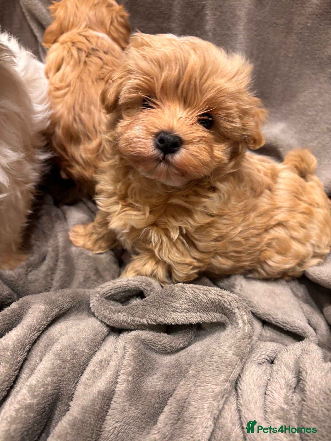 Maltipoo dogs for sale: TINY F1 Fully health tested Girls - Advert 13