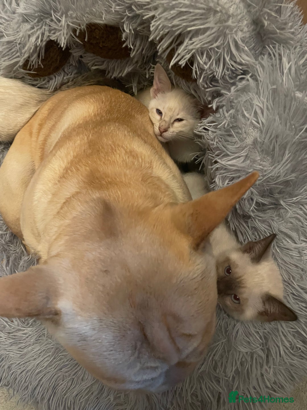 Bengal cats for sale: ABSOLUTELY BEAUTIFUL KITTENS 🐈‍⬛ XX - Advert 29