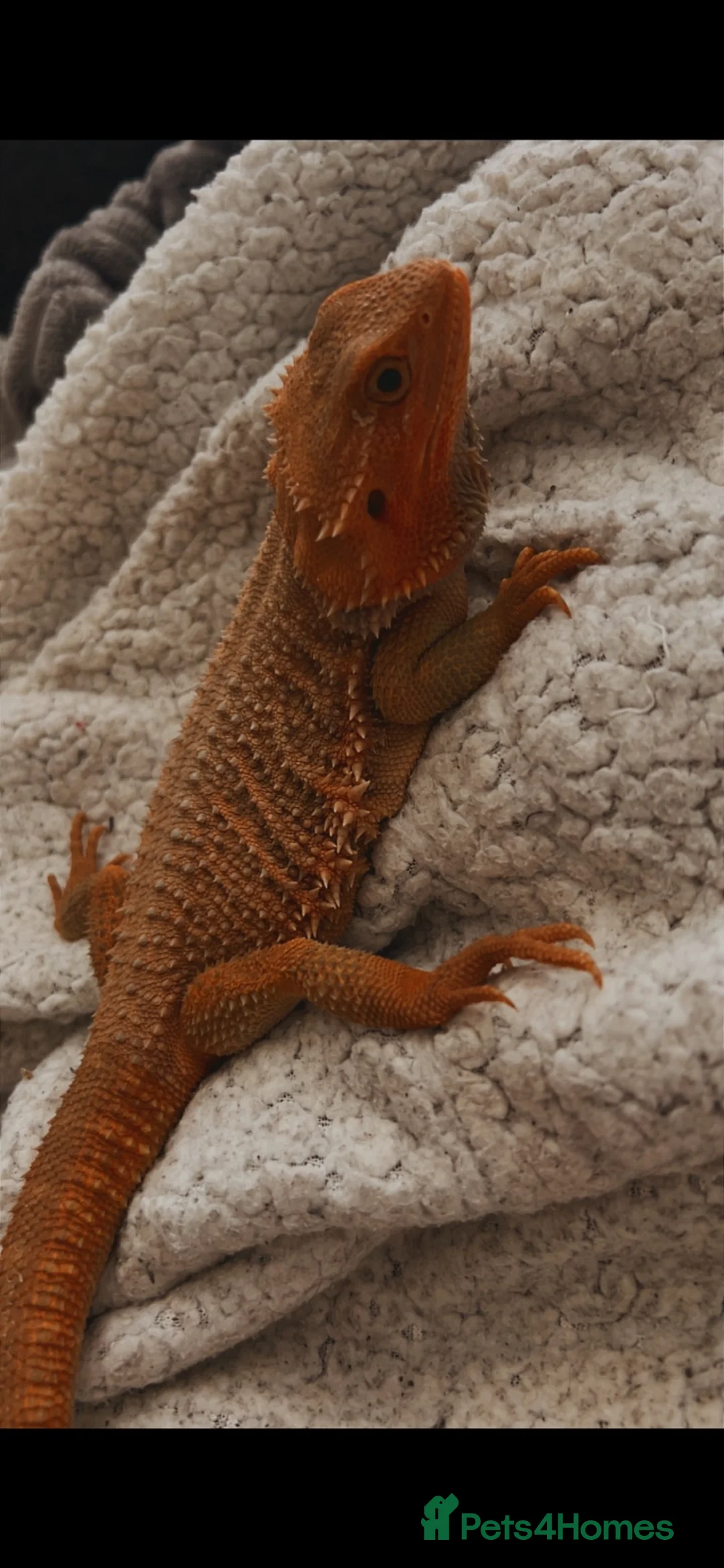 Bearded Dragon reptiles for sale: Blaze 🌹 - Advert 1