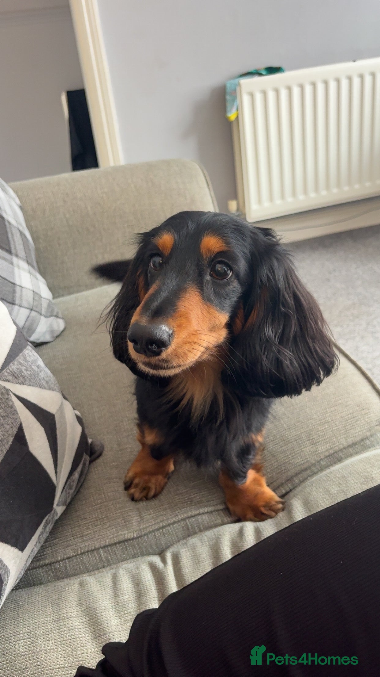 Miniature Dachshund dogs Long haired Black and Tan miniature daschund  - Advert 1