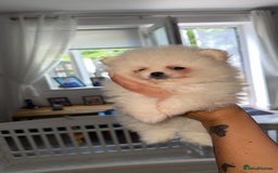 Pomeranian dogs for sale: Beautiful thick coat poms READY to leave next week - Image 10
