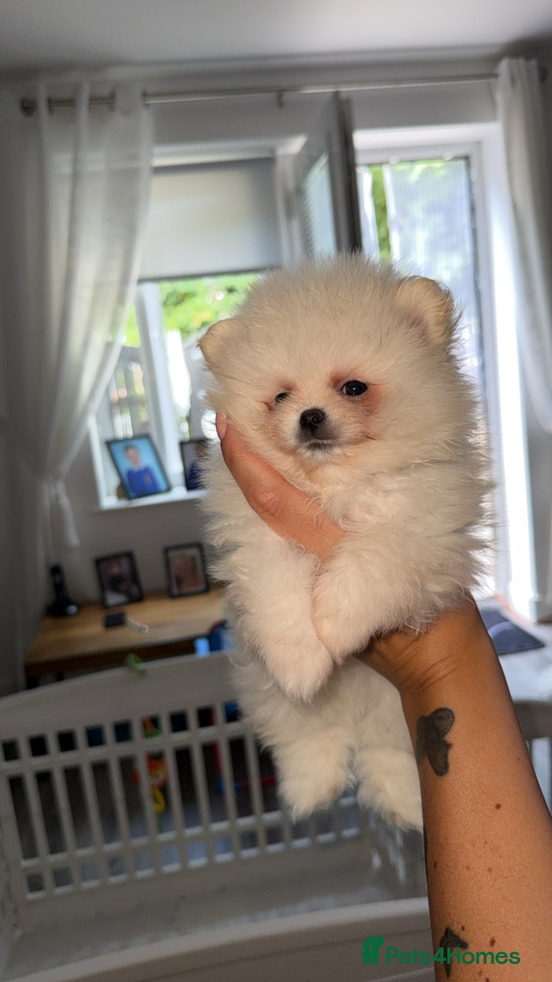 Pomeranian dogs for sale: Beautiful thick coat poms READY to leave next week - Image 10