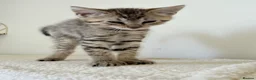 Mixed Breed cats for sale: Tabby cross ragdoll kittens - Advert 14