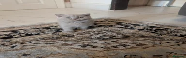 British Shorthair 3