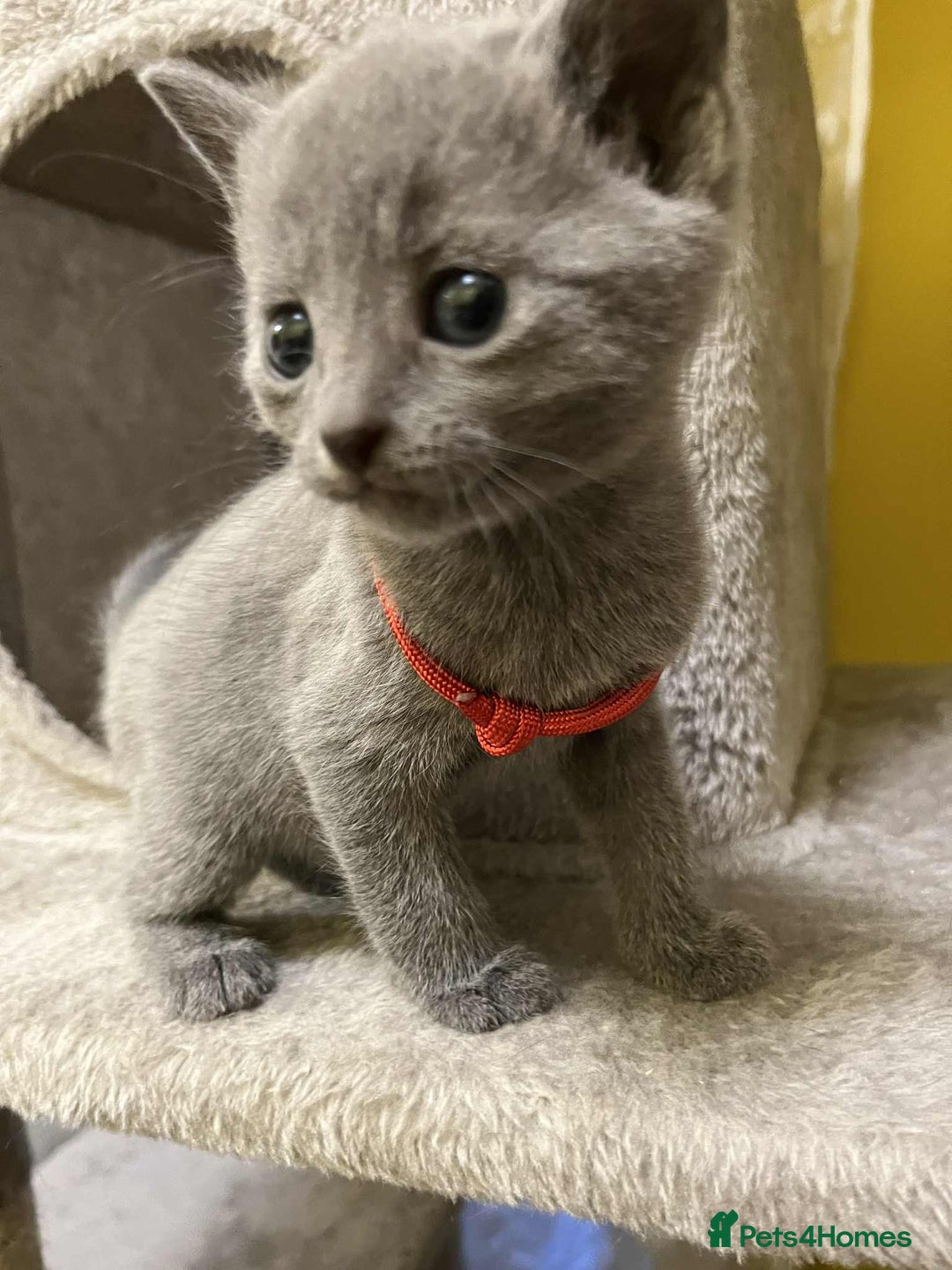 Russian Blue cats for sale: TICA REGISTERED Pure Breed Russian Blue Kittens - Advert 9